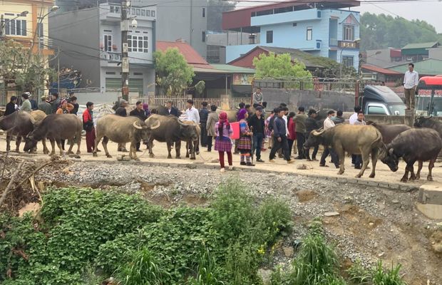 Buffalo market at the Bac Ha Fair